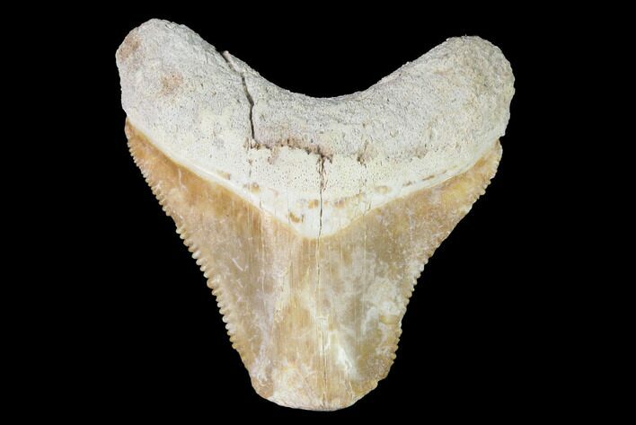 Bargain, Bone Valley Megalodon Tooth - Florida #99829